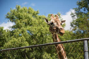 Czy zoo jest etyczne? Rozważania na temat dobrostanu zwierząt 